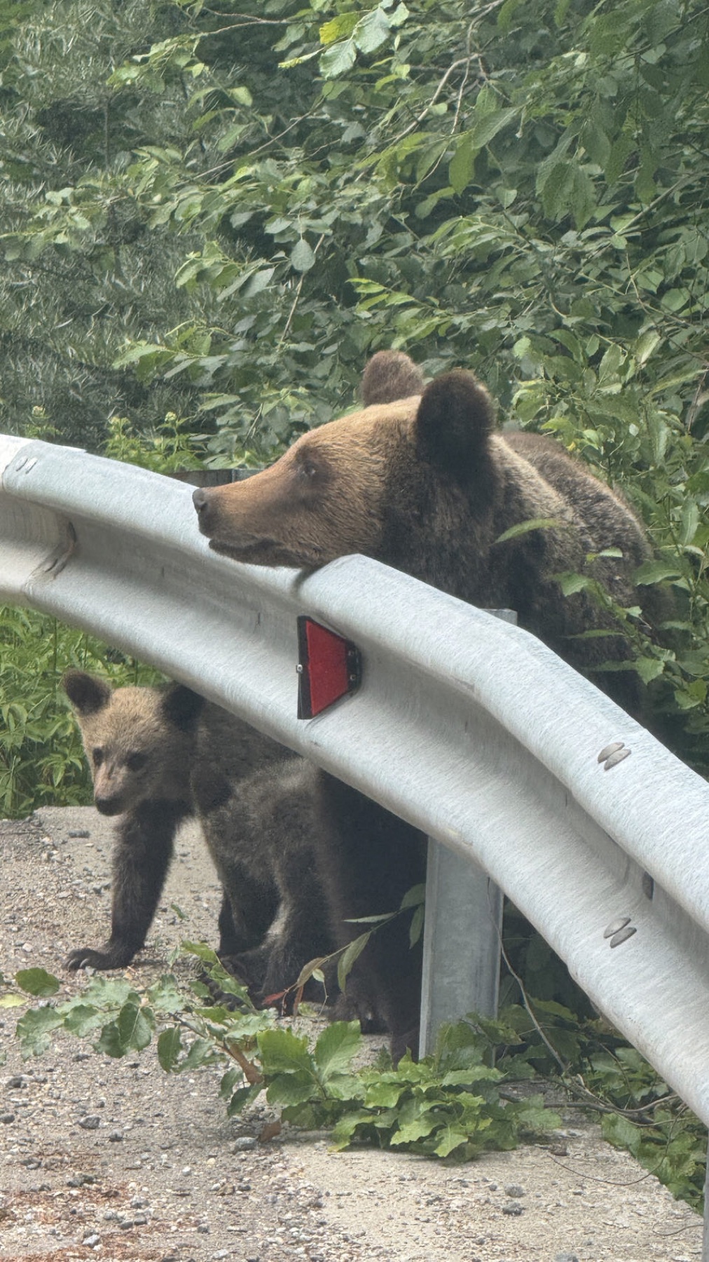 A mother bear and two cubs beside the crash barrier