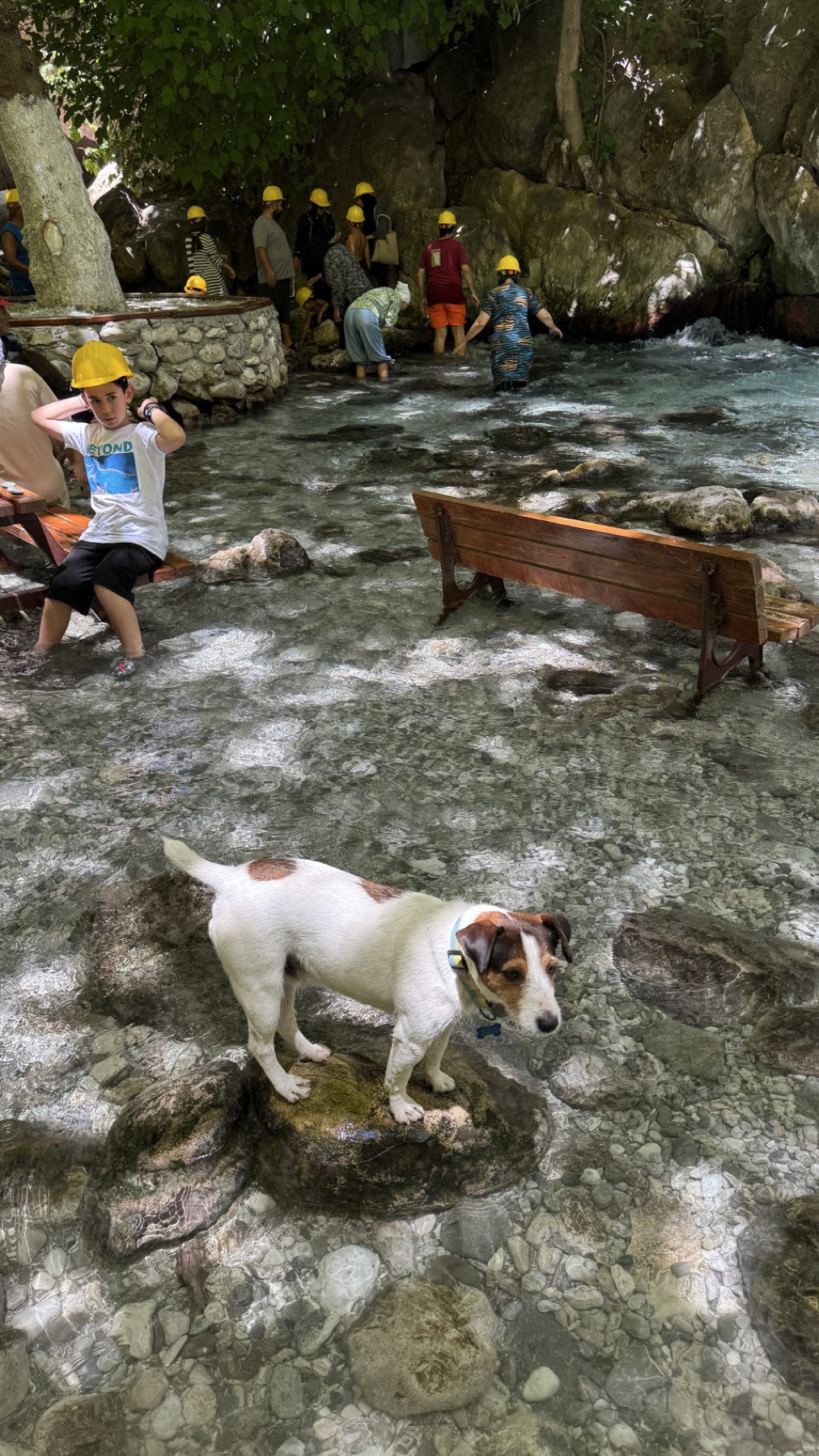 Jacko swimming in a mountain river