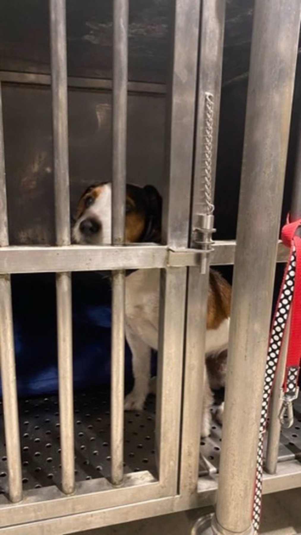 Jacko looking out through the bars of a transport crate